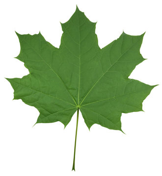 Maple Leaf isolated