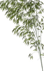 Fototapeta premium Bamboo - 3D render