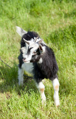 goat Kid on a pasture
