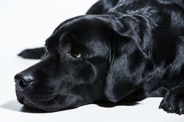 Portrait of a black Labrador Retriever