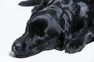 Portrait of a black Labrador Retriever