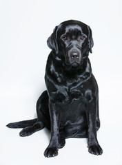 black Labrador Retriever