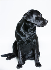 black Labrador Retriever