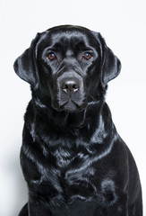 black Labrador Retriever