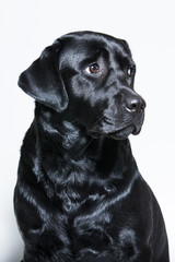black Labrador Retriever