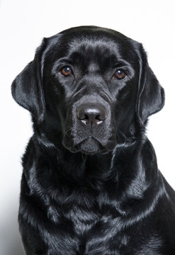 Portrait of a black Labrador Retriever (isolated on white)