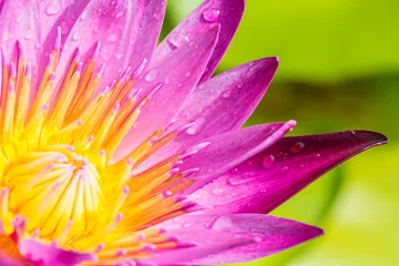 Crédence de cuisine en verre imprimé Nénuphars Purple water lily or lotus flower.