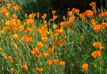 Fototapeta premium Orange California poppies growing in the wild