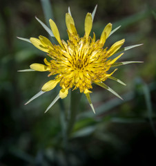 The bloom of a yellow goatsbeard wildflower