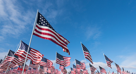 Field of American Flags