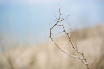 Dried burr in desert