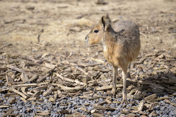 Patagonian mara (Dolichotis patagonum) standing on gravel
