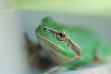 Grenouille verte