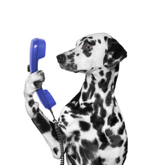 dog keeps phone in its paw - obrazy, fototapety, plakaty