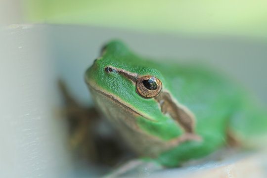Grenouille verte