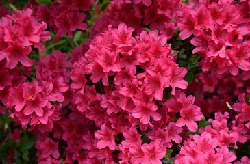 Fototapeta premium Rhododendron