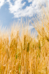 barley rice and blue sky