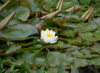 Białe kwiaty lotosu