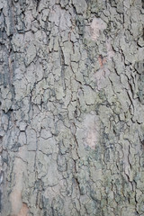 Alte Bäume