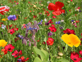 Bourrache dans une jachère fleurie