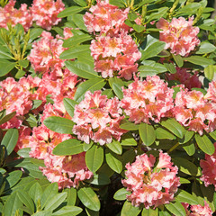 Blühender Rhododendron
