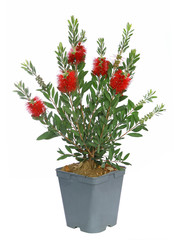 Callistemon