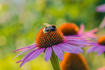 Bumblebee on a flower