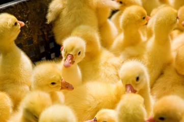 Close-up of yellow ducklings heads