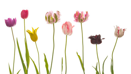 many unusual variegated beautiful tulips