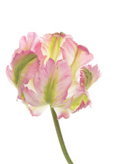 unusual flower parrot tulip varieties