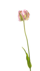 unusual flower tulip