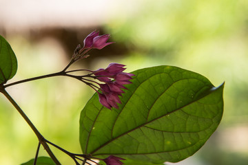 Portrait of a beautiful flower in Thailand