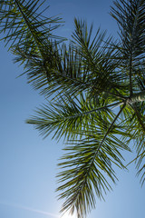 Naklejka premium Portrait of palm trees and sky