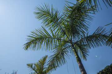 Obraz na płótnie Canvas Portrait of palm trees and sky