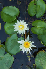 Portrait of a white flower swamp Thailand