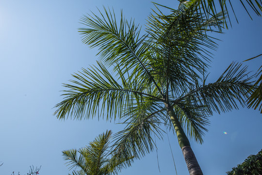 Portrait of palm trees and sky
