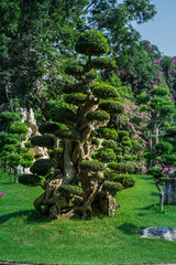 The trees in Thailand's beautiful nature