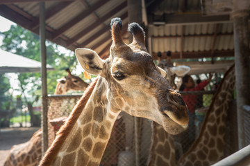 Huge giraffe walking in zoopark in Thailand Asia