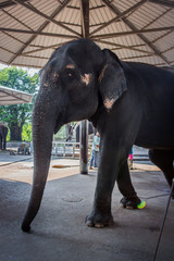 Obraz premium Portrait of elephant in Thailand, Asia
