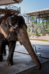 Portrait of elephant in Thailand, Asia