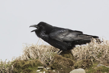 raven that sits on top of a hill and screams spring day