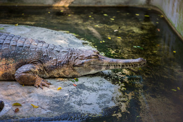 Journey in Thailand. Animal crocodile
