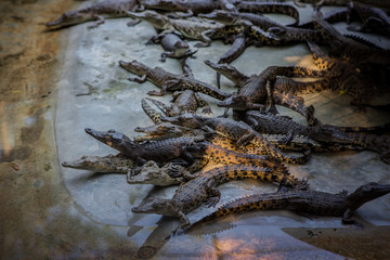 Journey in Thailand. Animal crocodile