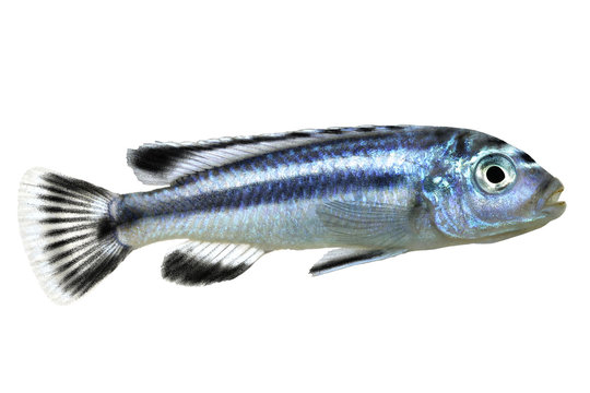 bluegray mbuna malawi cichlid Melanochromis johannii aquarium fish johanni