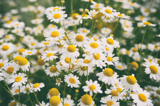 Fototapeta Chamomile flowers in garden. Retro effect