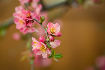 Beautiful quince flowers