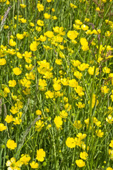 Obraz premium Barwna łaka jaskrami w promieniach wiosennego słońca. Kolorowe wysokie trawy w pogodny dzień.