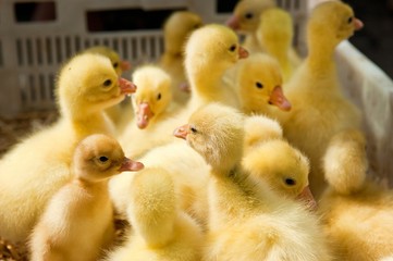Close-up of yellow ducklings heads