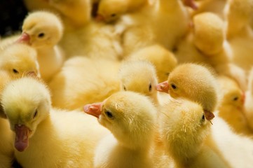 Close-up of yellow ducklings heads