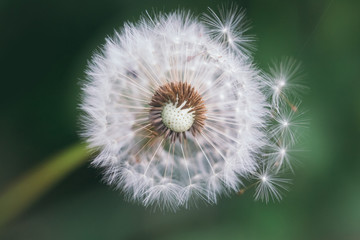 Dandelion with blowing seeds